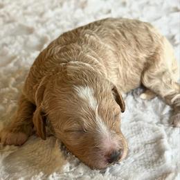Allie - Apricot female Goldendoodle puppy in Somerset, Ohio from Odyssey Pups