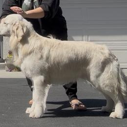Golden Retriever Puppies from Canyon Ridge Goldens