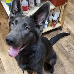 German Shepherds from BluMoon Shepherds