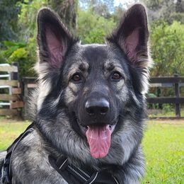 Gem - Shiloh Shepherd