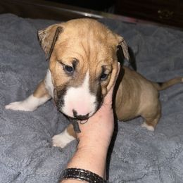 Anna - Red and white female Bull Terrier puppy in Springfield, Ohio from Lynn Hill Bull Terriers