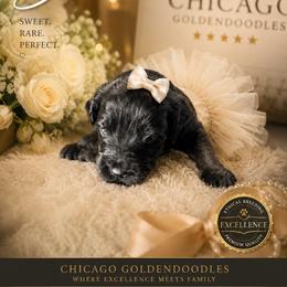 Sierra - Black female Goldendoodle puppy in Aurora, Illinois from Chicago Goldendoodles