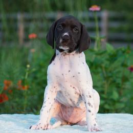 Sandpiper - Liver and white female German Shorthaired Pointer puppy in Chocowinity, North Carolina from Foxtail Hollow