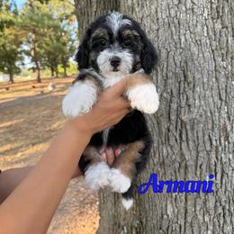Armani - Tri-color male Bernedoodle puppy in Mount Vernon, Missouri from PoodlelyDoodlely