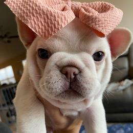 Kimber - French Bulldog puppy in League City, Texas from Baby Bear Frenchies