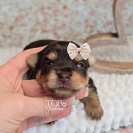 Asher - Chocolate and tan male Yorkshire Terrier puppy in Greenwood County, South Carolina from TCB Yorkies
