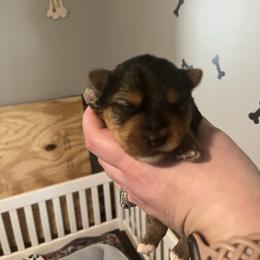 Babyface - Black and tan male Yorkshire Terrier puppy in Beavercreek, Ohio from The Yorkie Den, LLC