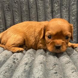 Candy-lavender - Ruby female Cavalier King Charles Spaniel puppy in London, Arkansas from Frosty’s Cavaliers