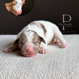 Canyon - Chocolate merle male Bernedoodle puppy in Tulsa, Oklahoma from The Poodle Co. Raising Doodles & Poodles