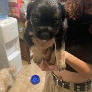 Boy 3 - Black and tan Lowchen puppy in California from Angel Pups