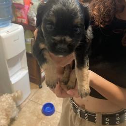Boy 3 - Black and tan Lowchen puppy in California from Angel Pups