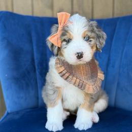Maria FURNISHED - Blue merle female Bernedoodle puppy in Bellville, Ohio from Bernedoodle Buddies