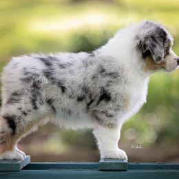 Australian Shepherd Puppies from Riverlook Australian Shepherds