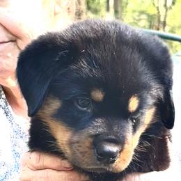 Blue Boy - Black and mahogany male Rottweiler puppy in Newberry, Florida from Darkstarr Rottweilers