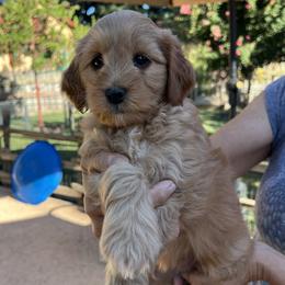 Pink collar girl - Apricot female Goldendoodle puppy in Fairfield, California from Twin Sisters Doodles