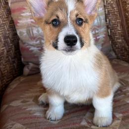 Boy 9 - Sable male Pembroke Welsh Corgi puppy in Surprise, Arizona from Ruff and Rowdy Corgis