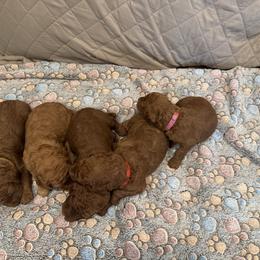 Hot pink collar girl - Red  female Poodle puppy in Riverside, California from Riverside red poodles