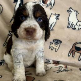 Harley - Liver white and tan female English Springer Spaniel puppy in Las Vegas, Nevada from Legacy