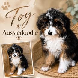Toy Tri female 1 - Black tri-color female Aussiedoodle puppy in Belgreen, Alabama from Scott’s Farm Poodles and Doodles