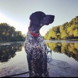 Finn - German Shorthaired Pointer
