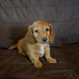 Donatello - Red male Dachshund puppy in Quemado, New Mexico from TNT Dachshunds