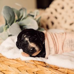 Bernedoodle and Labradoodle Puppies from Royal Doodles