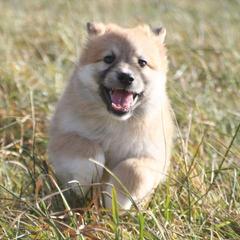 Icelandic Sheepdog Puppies from Valhalla Icelandic Sheepdogs