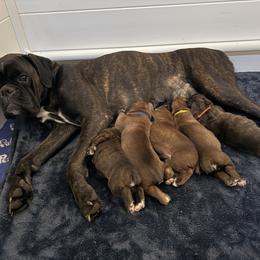 The crew of 5 - Brindle female Boxer puppy in Rochester, Washington from Holly's Boxers of Rochester