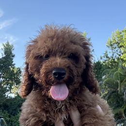 Toby - Red male Cavapoo puppy in Miami, Florida from Mario’s Pups
