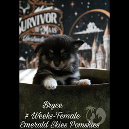 Bryce - Black female Pomsky puppy in Sumter, South Carolina from Emerald Skies Pomskies
