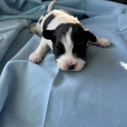 Boy 2 - White black and tan male Papillon puppy in Shirley, Arkansas from Lucky Pups