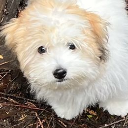Otters - Coton de Tulear