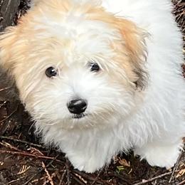 Otters - Coton de Tulear