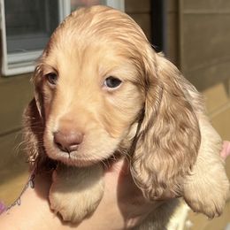 Beau - Chocolate and cream male Dachshund puppy in Oregon from SoCo Dachshunds