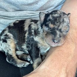 Oreo - Blue merle female Aussiedoodle puppy in Nottingham, Pennsylvania from Nottingham Aussiedoodles