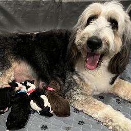 Charlie Brown Boy - Tri-color male Bernedoodle puppy in The Woodlands, Texas from Gracie's Goldendoodles and Bernedoodles