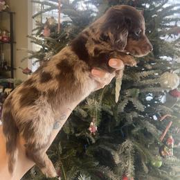 Crumpet - Dapple male Dachshund puppy in Raleigh, North Carolina from Capital City Dachshunds