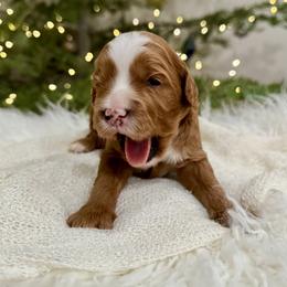 Cocoa - Red  male Goldendoodle puppy in Rio Linda, California from Plush Doodles
