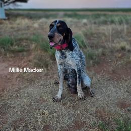 Millie - Bluetick Coonhound