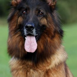 German Shepherd All Grown Up from German shepherd