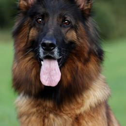 German Shepherd All Grown Up from German shepherd