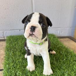 Toby - Brindle and white male Boston Terrier puppy in Alabama from Southern Bulldogs