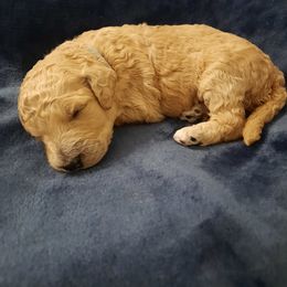 Aqua Collar - Apricot female Poodle puppy in Athol, Massachusetts from DoeValley Standard Poodles
