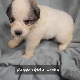 Girl 2 - White and badger female Great Pyrenees puppy in Nicholson, Georgia from Pony Trail Farm