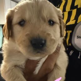 Irish Cream - Golden female Golden Retriever puppy in Wind Gap, Pennsylvania from Supreme Goldens