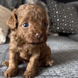 Female - Red  female Goldendoodle puppy in Jurupa Valley, California from gucci_bentleys_goldendoodles