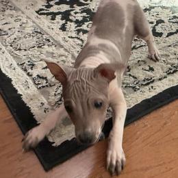 Jamie - Red and white male American Hairless Terrier puppy in Buckingham, Illinois from Gaus Hof