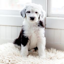 Sheepadoodle Puppies from Life Unleashed Farm