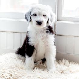 Sheepadoodle Puppies from Life Unleashed Farm