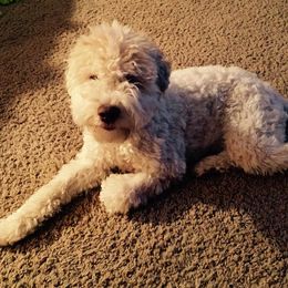 Lagotto Romagnolo All Grown Up from Yellow Brick Road Lagotto Romagnolo
